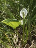 Calla palustris