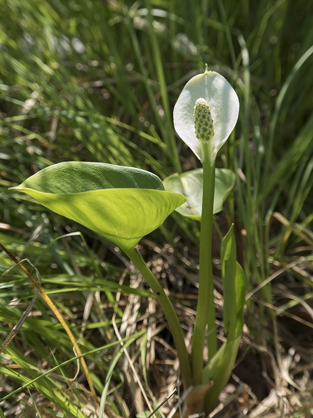 Image of Calla palustris specimen.