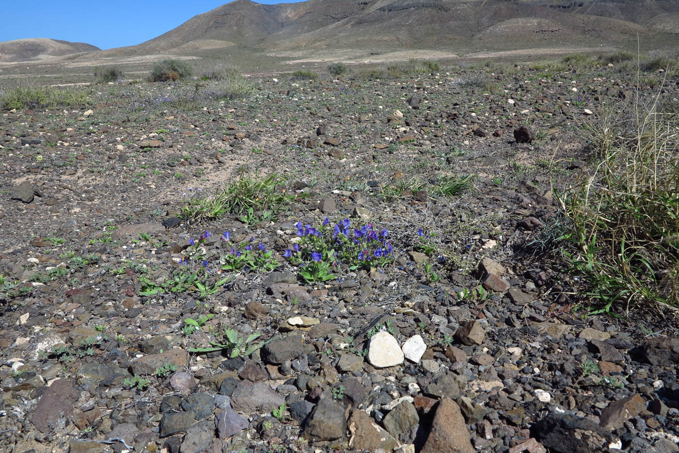 Image of Echium bonnetii specimen.