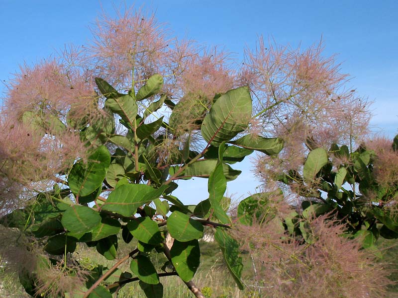 Image of Cotinus coggygria specimen.