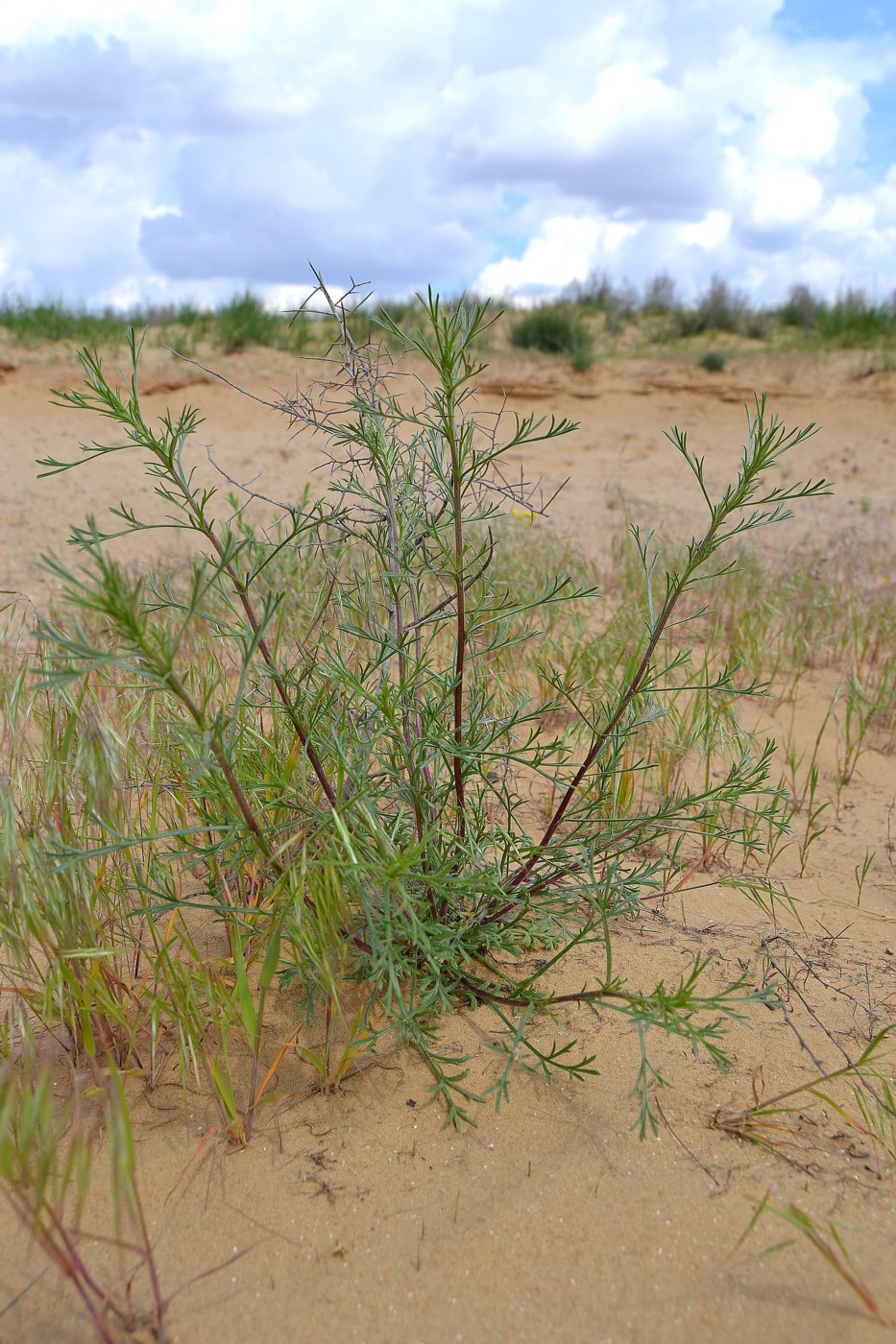 Image of genus Artemisia specimen.