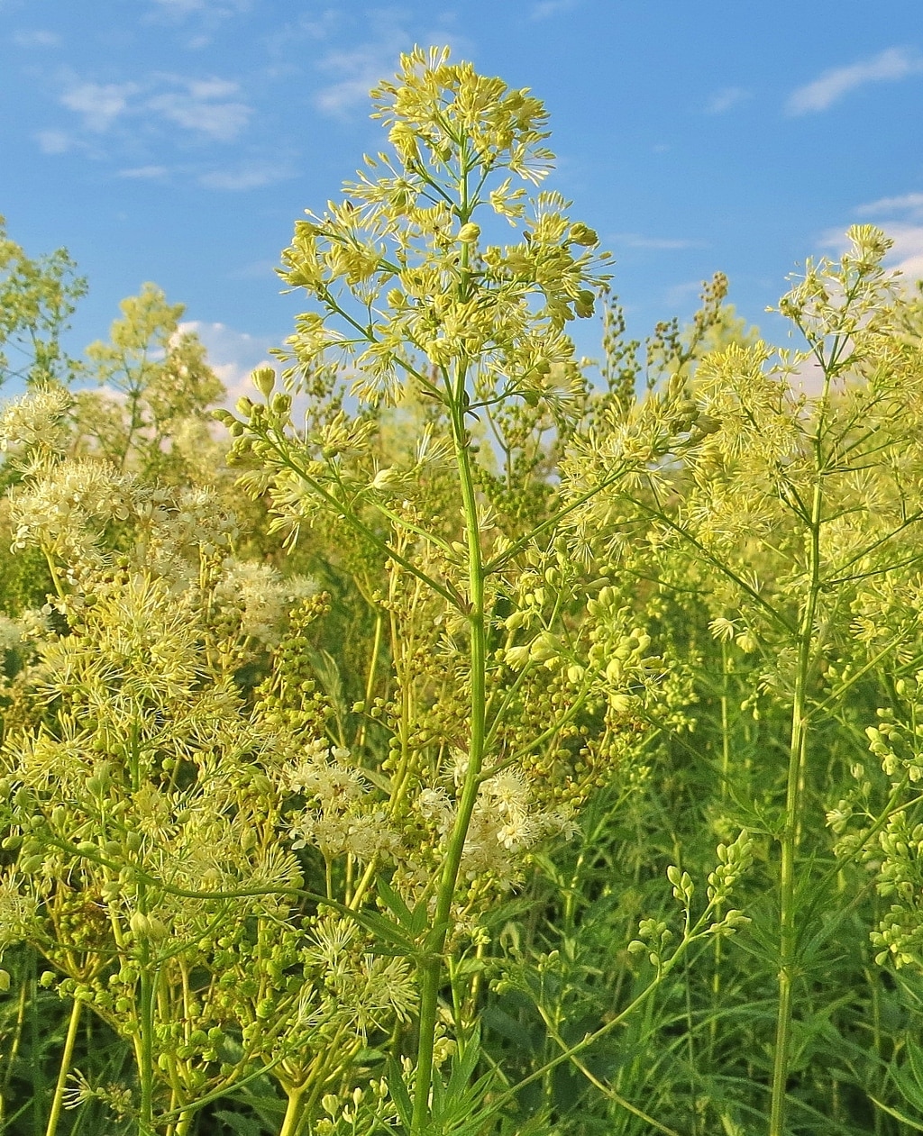 Image of Thalictrum flavum specimen.