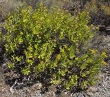 Bupleurum fruticosum