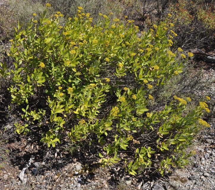 Image of Bupleurum fruticosum specimen.