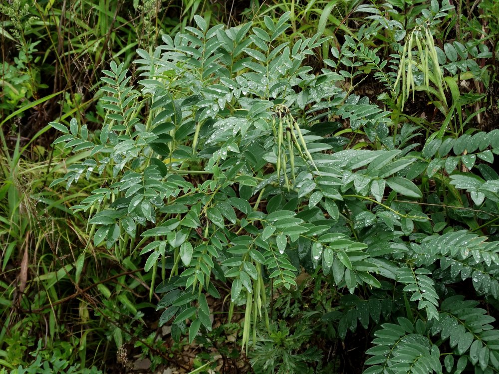 Image of Sophora flavescens specimen.