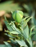 Romneya coulteri. Бутон на верхушке побега. Израиль, Шарон, пос. Кфар Монаш, ботанический сад \"Хават Ганой\". 30.05.2016.