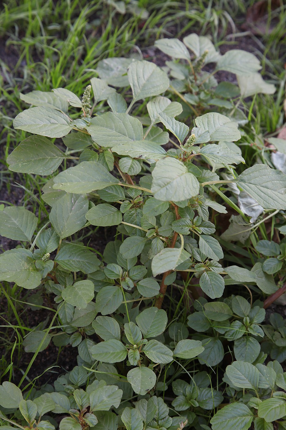 Image of Amaranthus blitum specimen.