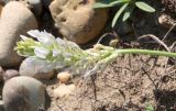 Astragalus inopinatus. Соцветие. Хакасия, окр. с. Аршаново, обочина дороги через степь. 22.07.2016.