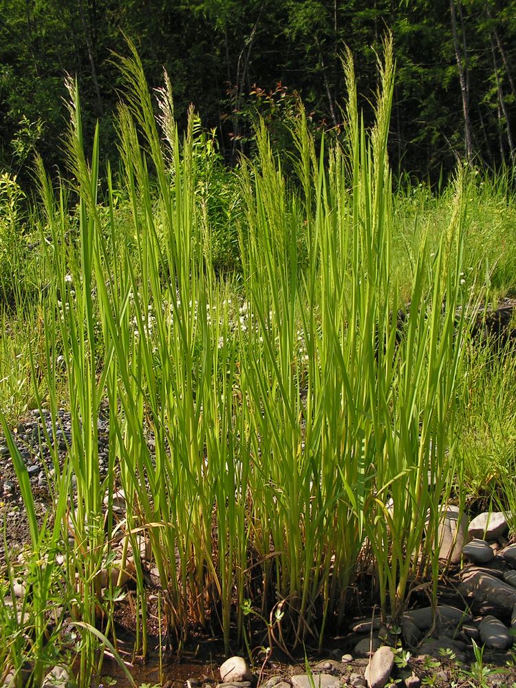 Image of Glyceria lithuanica specimen.