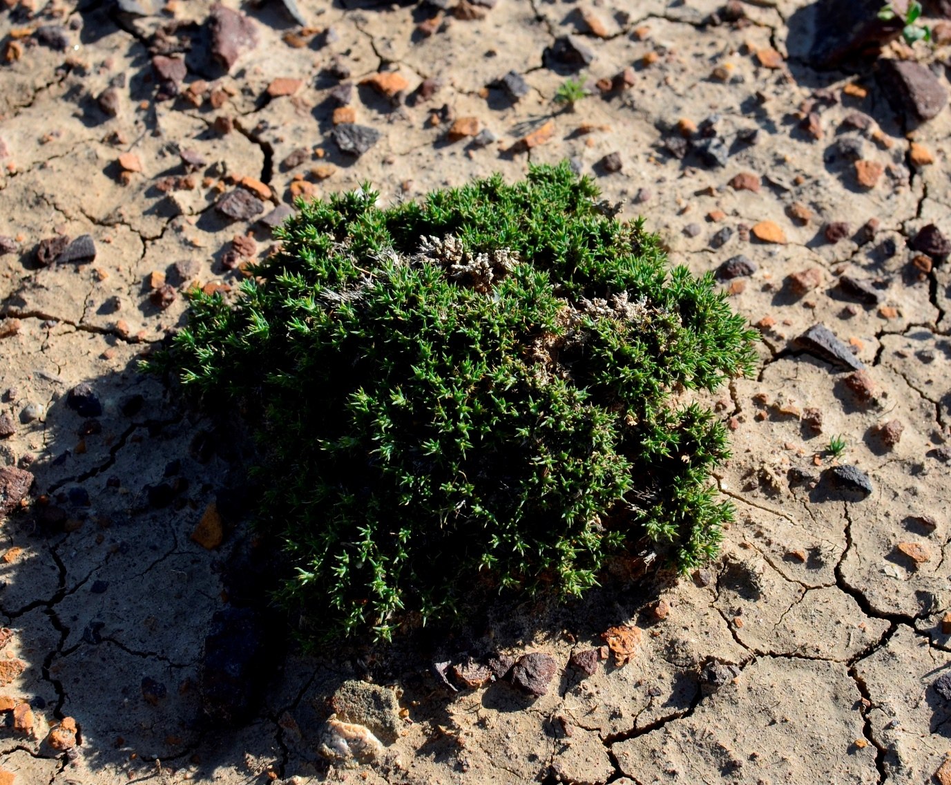 Image of Nanophyton erinaceum specimen.