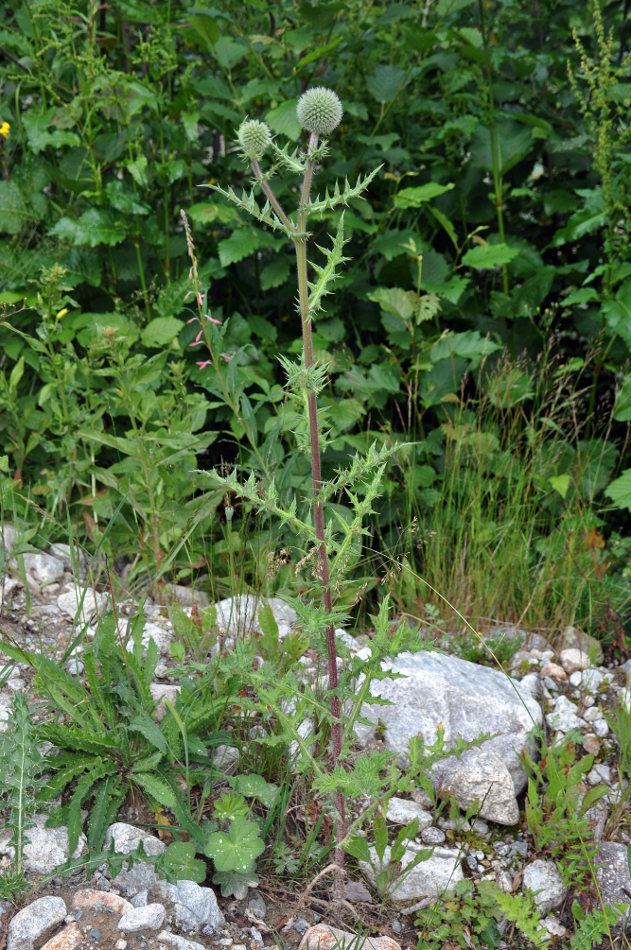 Image of Echinops sphaerocephalus specimen.