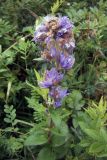 Campanula cephalotes