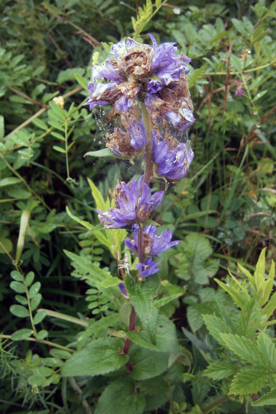 Image of Campanula cephalotes specimen.