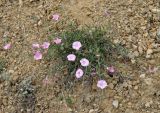 Convolvulus cantabrica