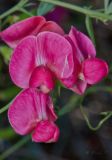 Lathyrus tuberosus. Цветки. Молдова, Кишинев, Ботанический сад АН Молдовы. 27.05.2015.