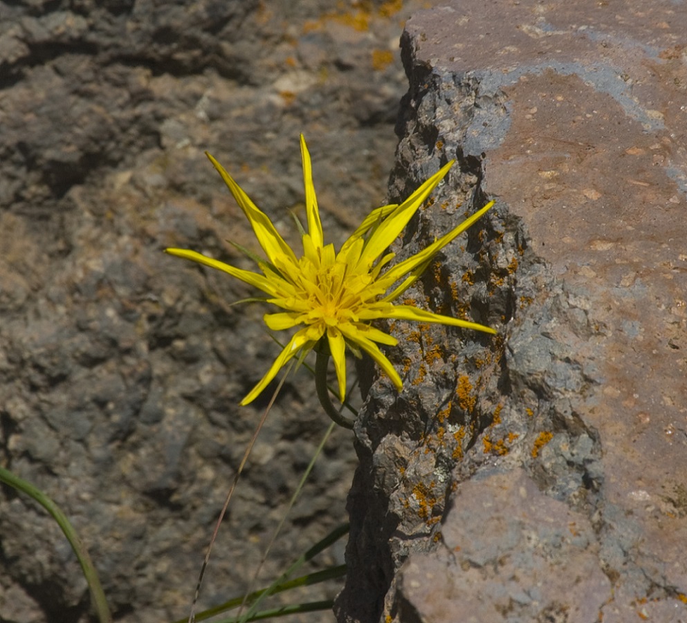 Изображение особи род Tragopogon.