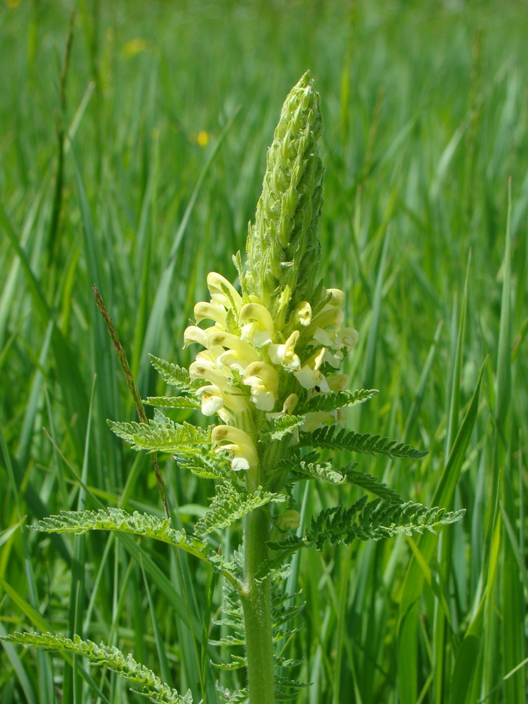 Image of Pedicularis kaufmannii specimen.