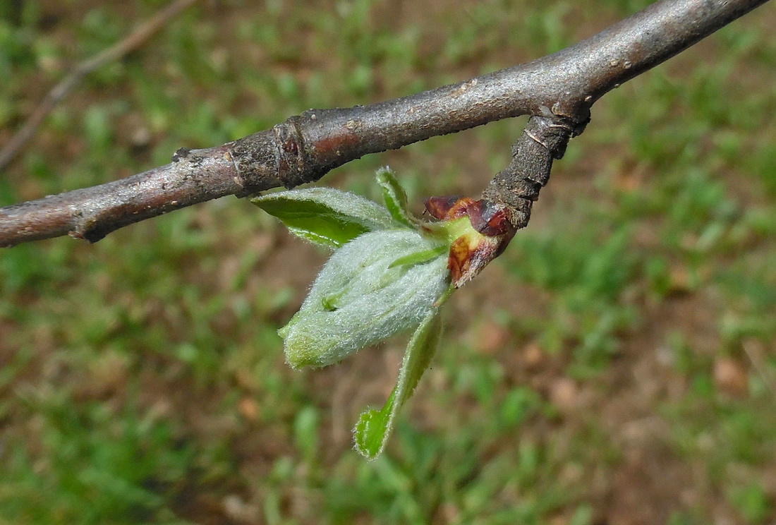 Image of Malus domestica specimen.