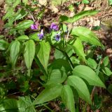 Lathyrus vernus. Цветущее растение. Свердловская обл., окр. г. Североуральск, опушка сосново-елового леса. 11.06.2008.