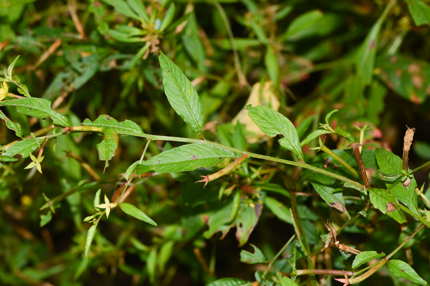 Image of Ludwigia hyssopifolia specimen.