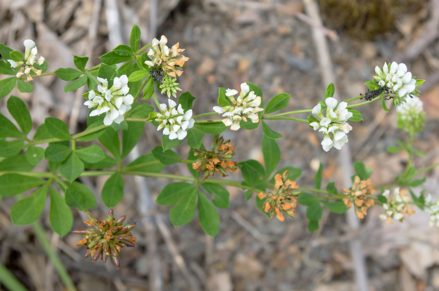 Image of Dorycnium graecum specimen.