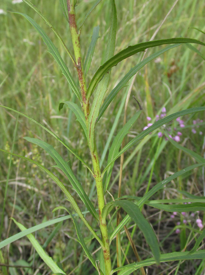 Image of Hieracium filifolium specimen.