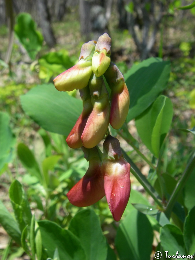 Image of Lathyrus rotundifolius specimen.