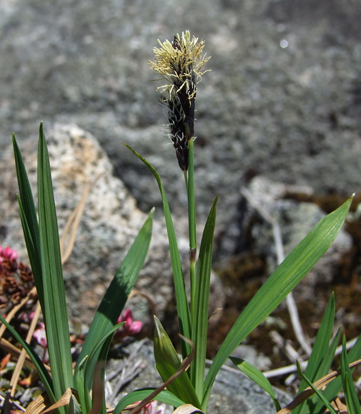 Image of Carex riishirensis specimen.