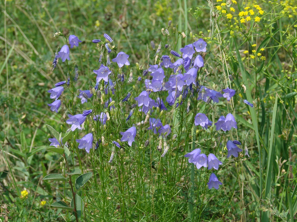 Image of Campanula rotundifolia specimen.