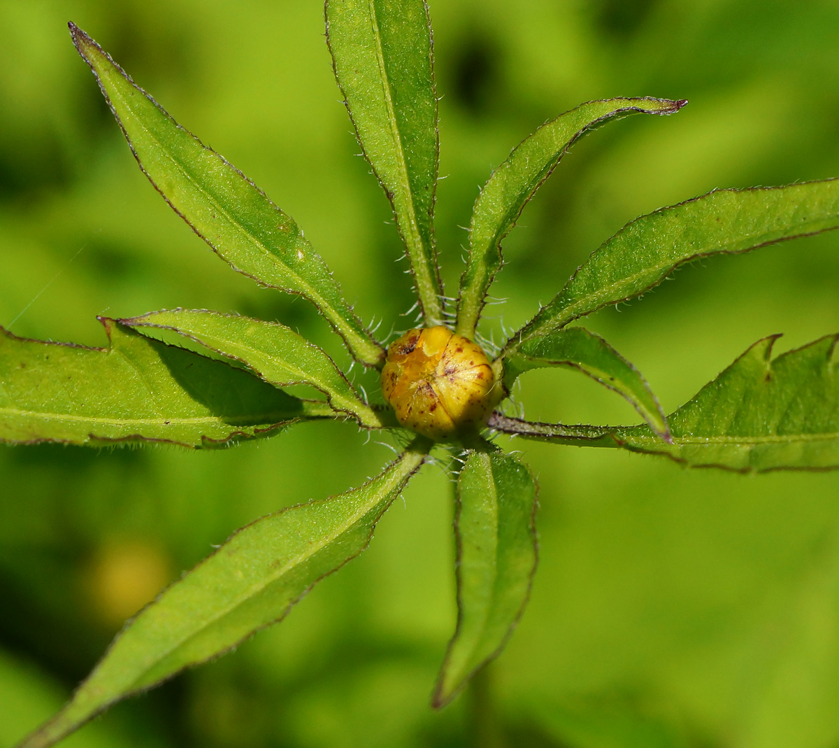 Image of Bidens frondosa specimen.