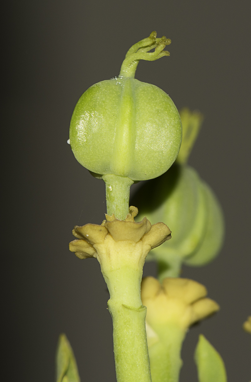 Image of Euphorbia mauritanica specimen.