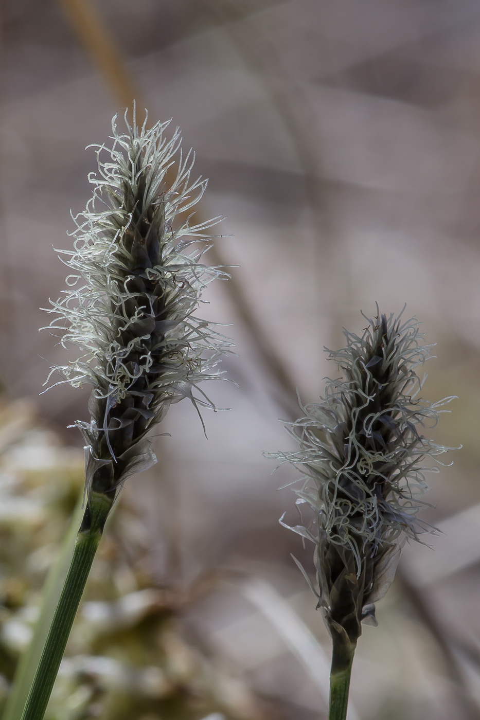 Image of Eriophorum vaginatum specimen.