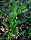 Polygonatum odoratum. Цветущее растение. Московская обл., Ступинский р-н, окр. пос. Белопесоцкий, сосновый лес. 27.05.2018.