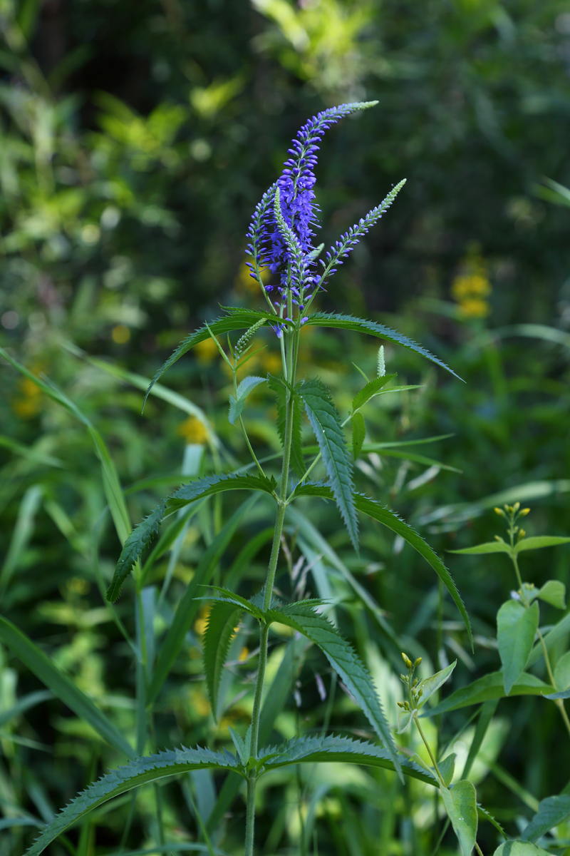 Image of Veronica longifolia specimen.