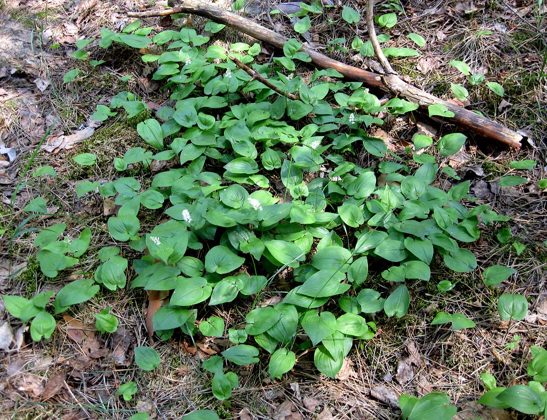 Изображение особи Maianthemum bifolium.