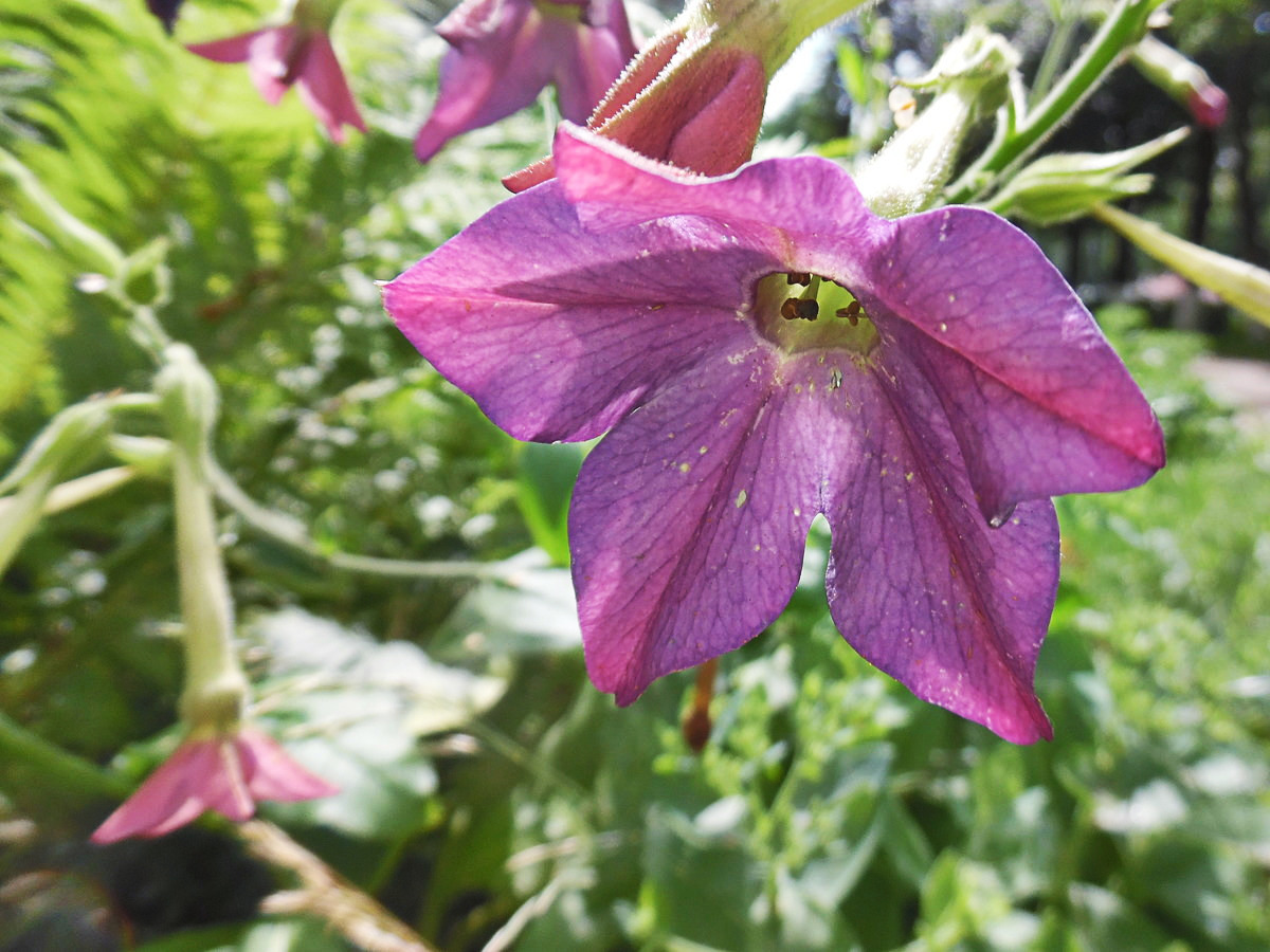 Image of Nicotiana alata specimen.