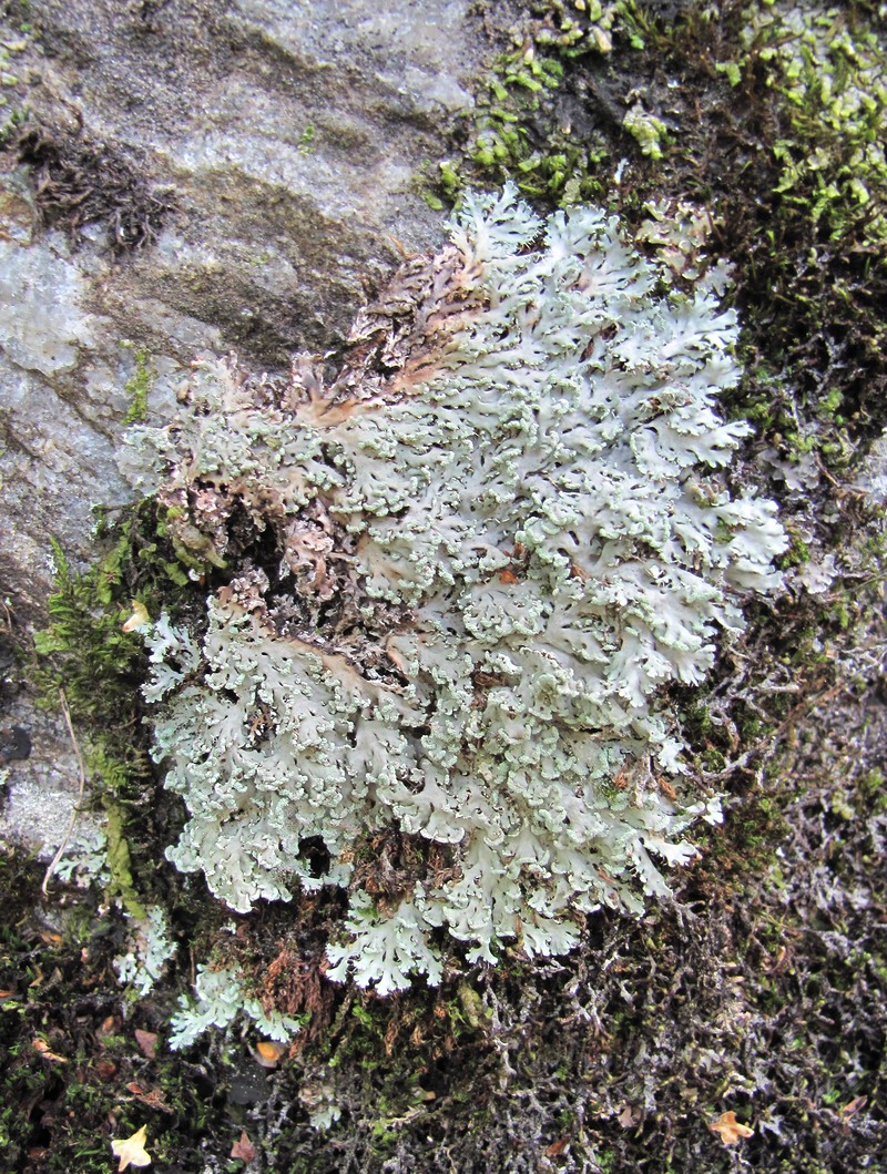 Изображение особи Heterodermia speciosa.