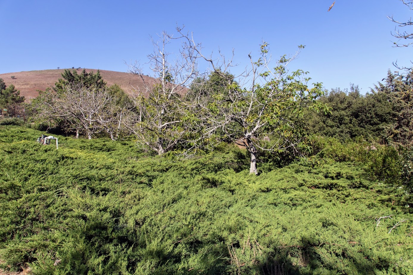 Image of Juglans regia specimen.