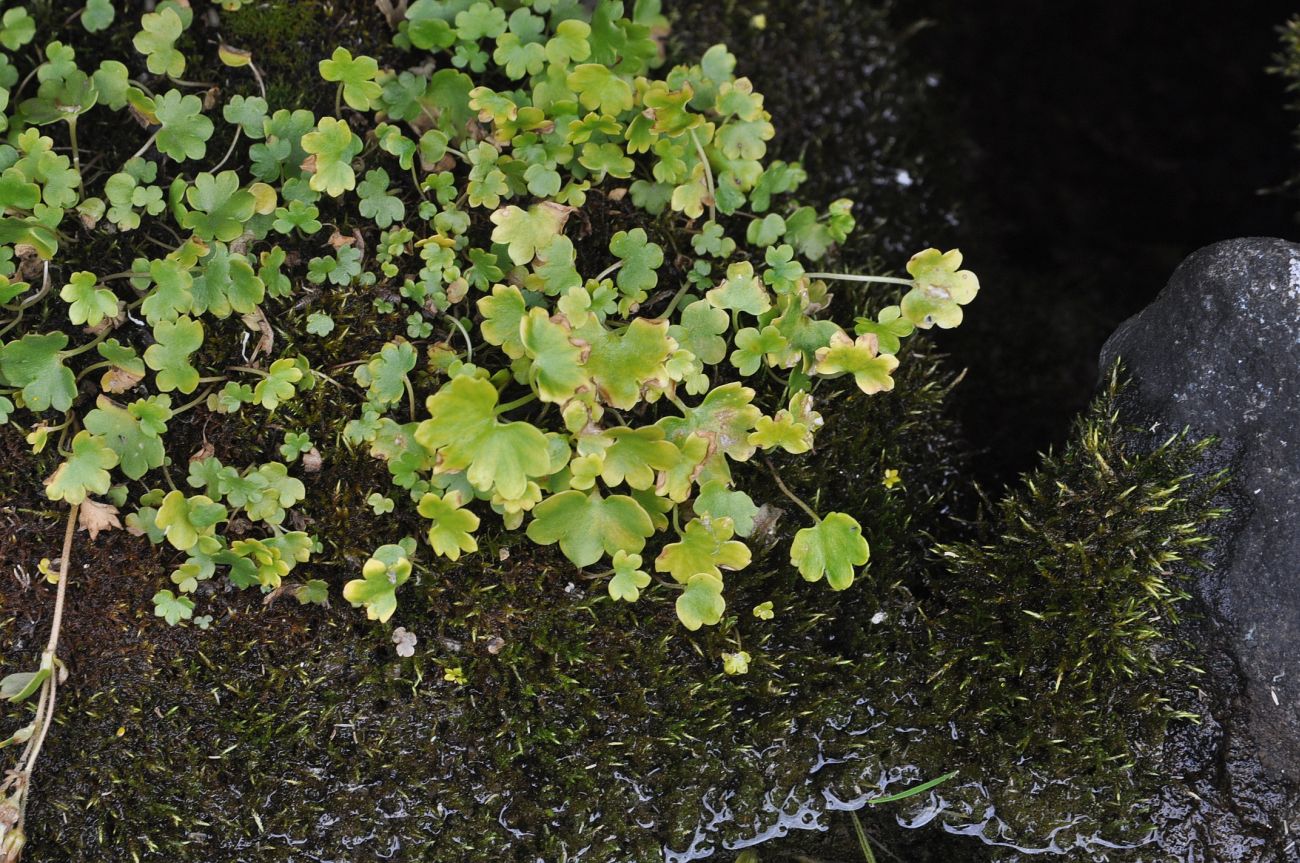 Image of Saxifraga sibirica specimen.