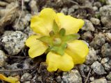 Potentilla fragiformis. Цветок (вид со стороны чашечки). Магаданская обл., г. Магадан, окр. мкр-на Пионерный, щебнистый пустырь. 17.06.2018.