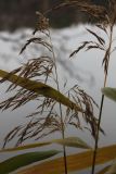 Phragmites australis