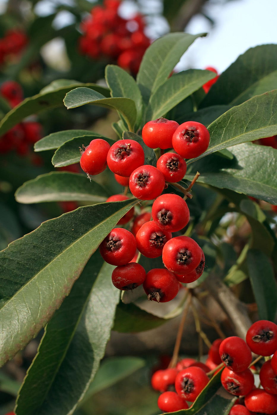 Изображение особи Pyracantha koidzumii.