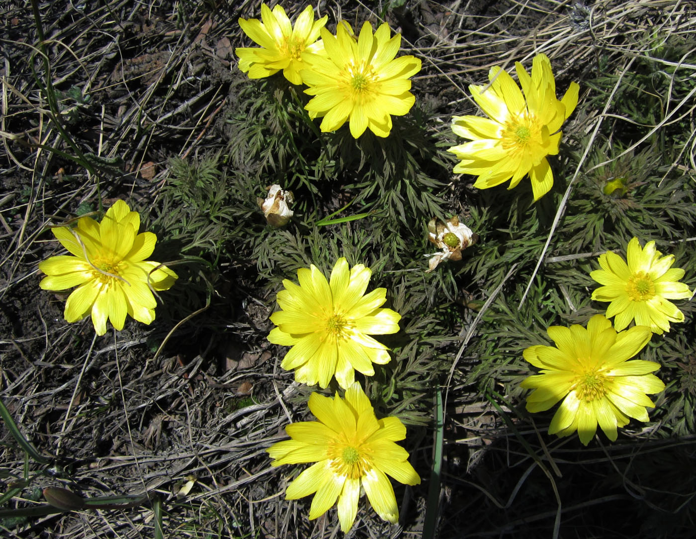 Image of Adonis volgensis specimen.