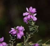 Muraltia spinosa