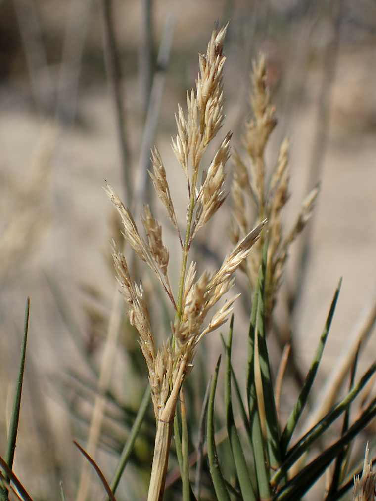 Image of Sporobolus pungens specimen.