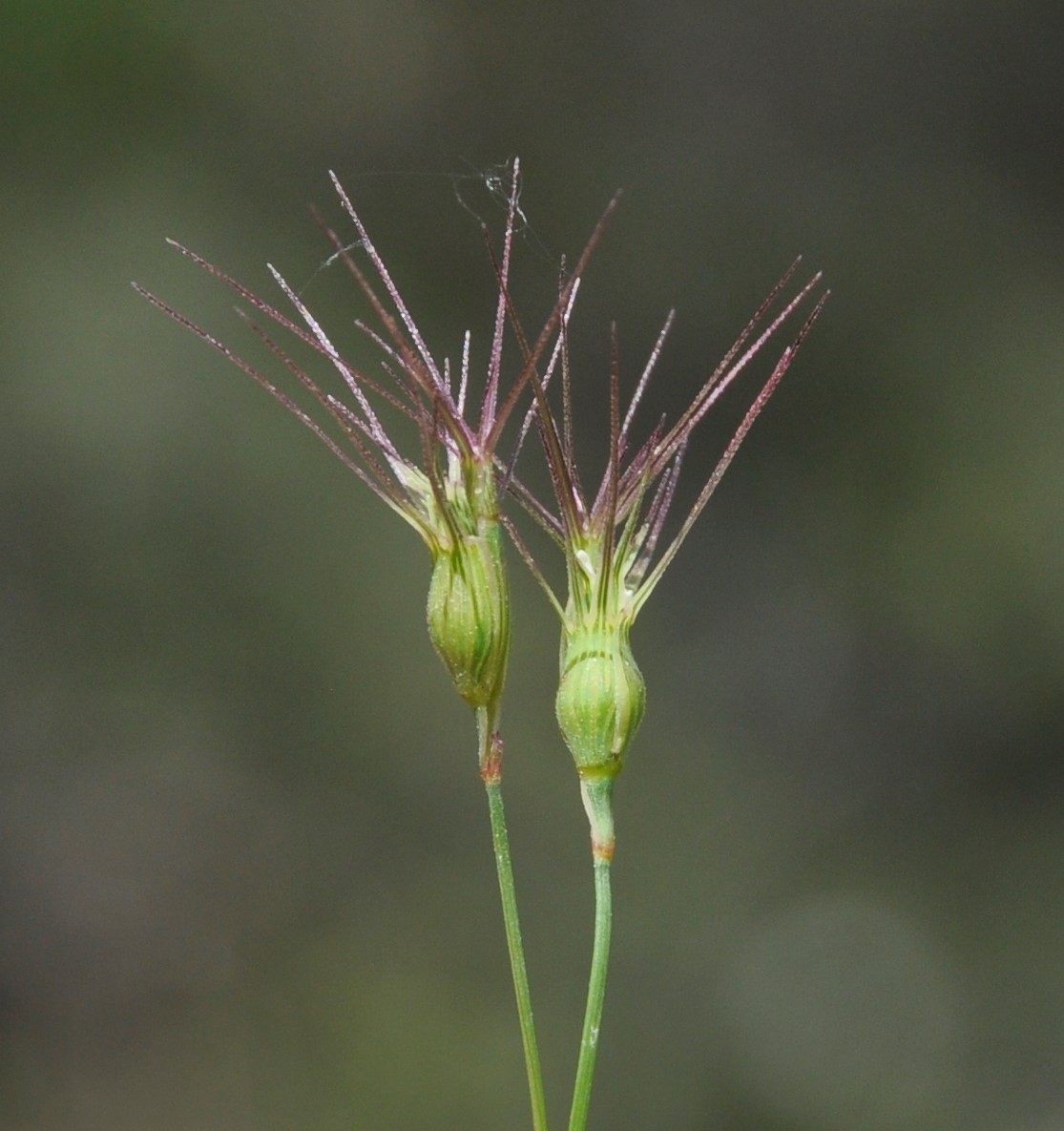 Image of Aegilops geniculata specimen.