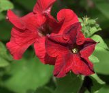 Petunia × atkinsiana