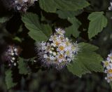 Physocarpus opulifolius. Соцветие и листья. Пермский край, г. Пермь, Кировский р-н, озеленение. 18.06.2019.