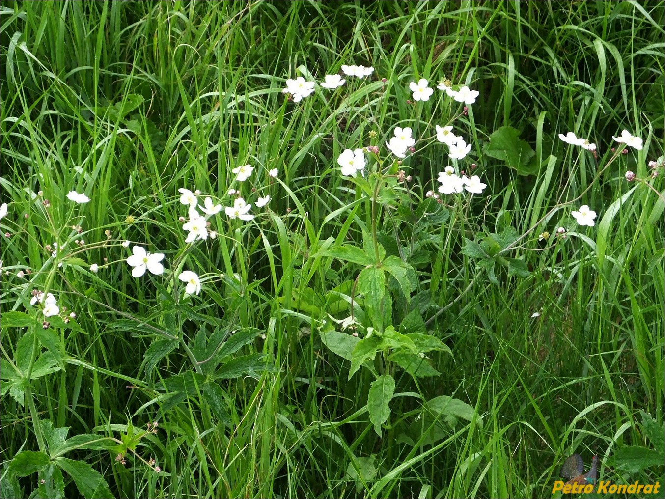 Изображение особи Ranunculus platanifolius.