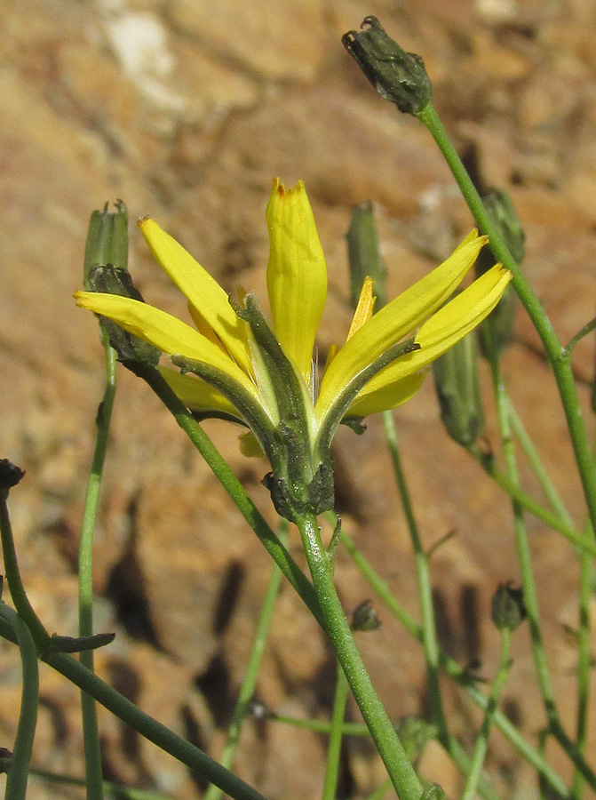 Изображение особи Youngia tenuifolia ssp. altaica.